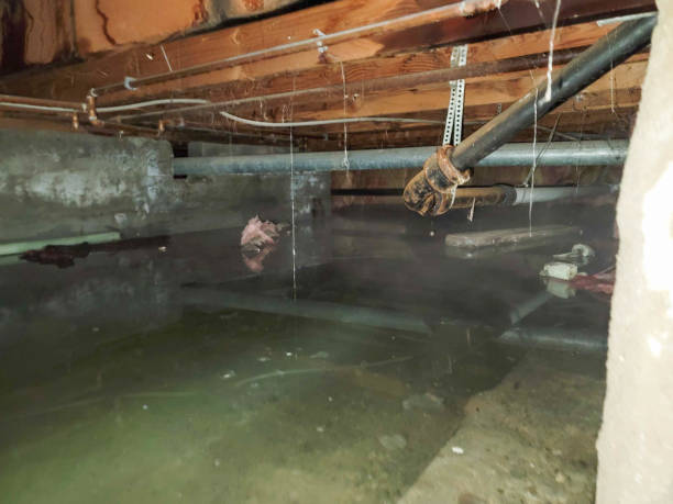 Best Professional water damage repair  in Midland, NC